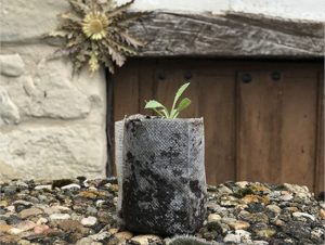 Planta Eguzkilore lista para trasplantar