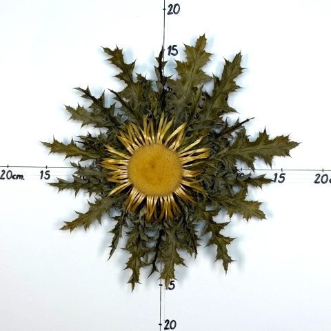Flor nº 210