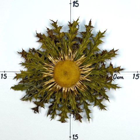 Flor nº 214
