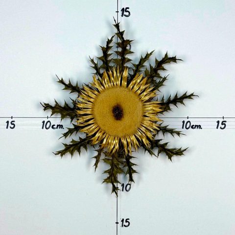 Flor nº 262