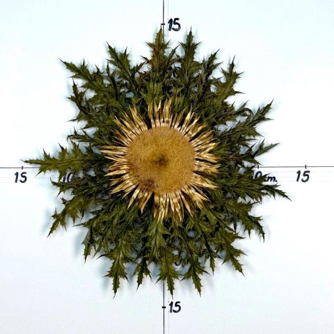 Flor nº 283