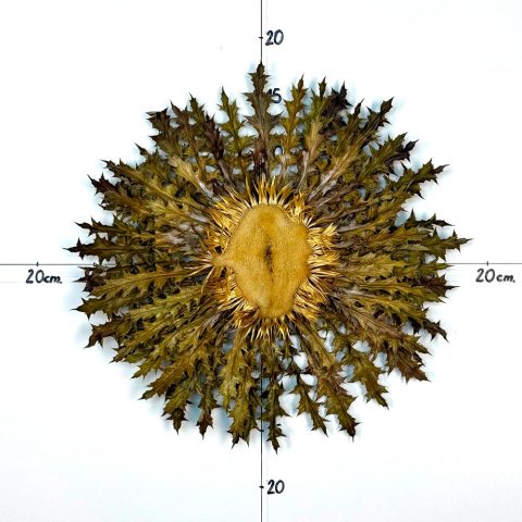 Flor nº 305