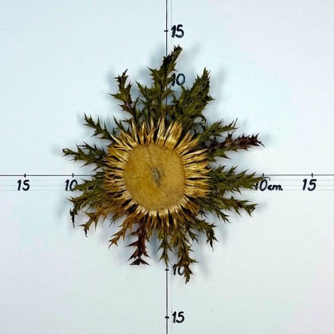 Flor nº 316
