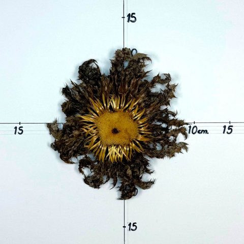 Flor nº 318