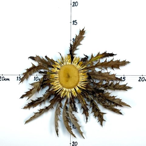Flor nº 355