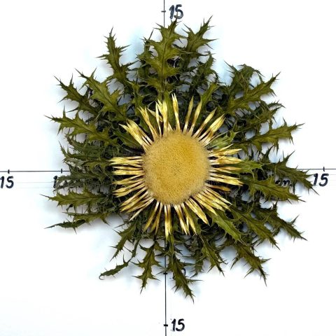 Flor nº 375