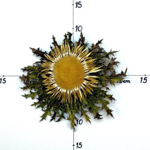 Flor nº 382