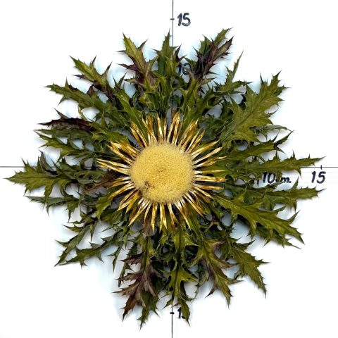 Flor nº 396