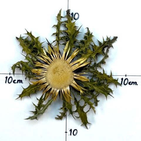 Flor nº 404