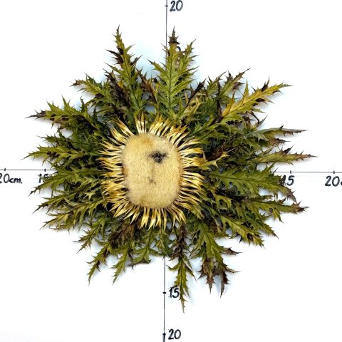 Flor nº 407