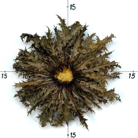 Flor nº 417