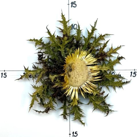 Flor nº 423