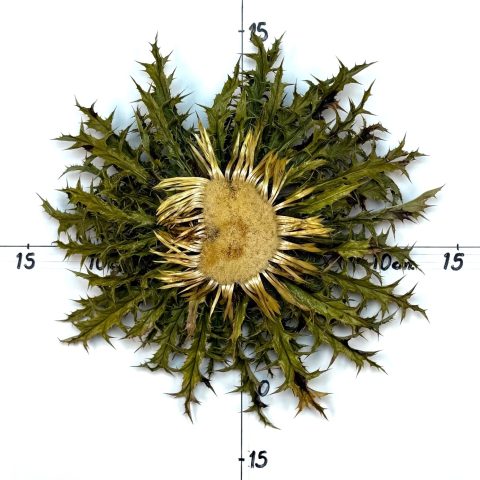 Flor nº 425