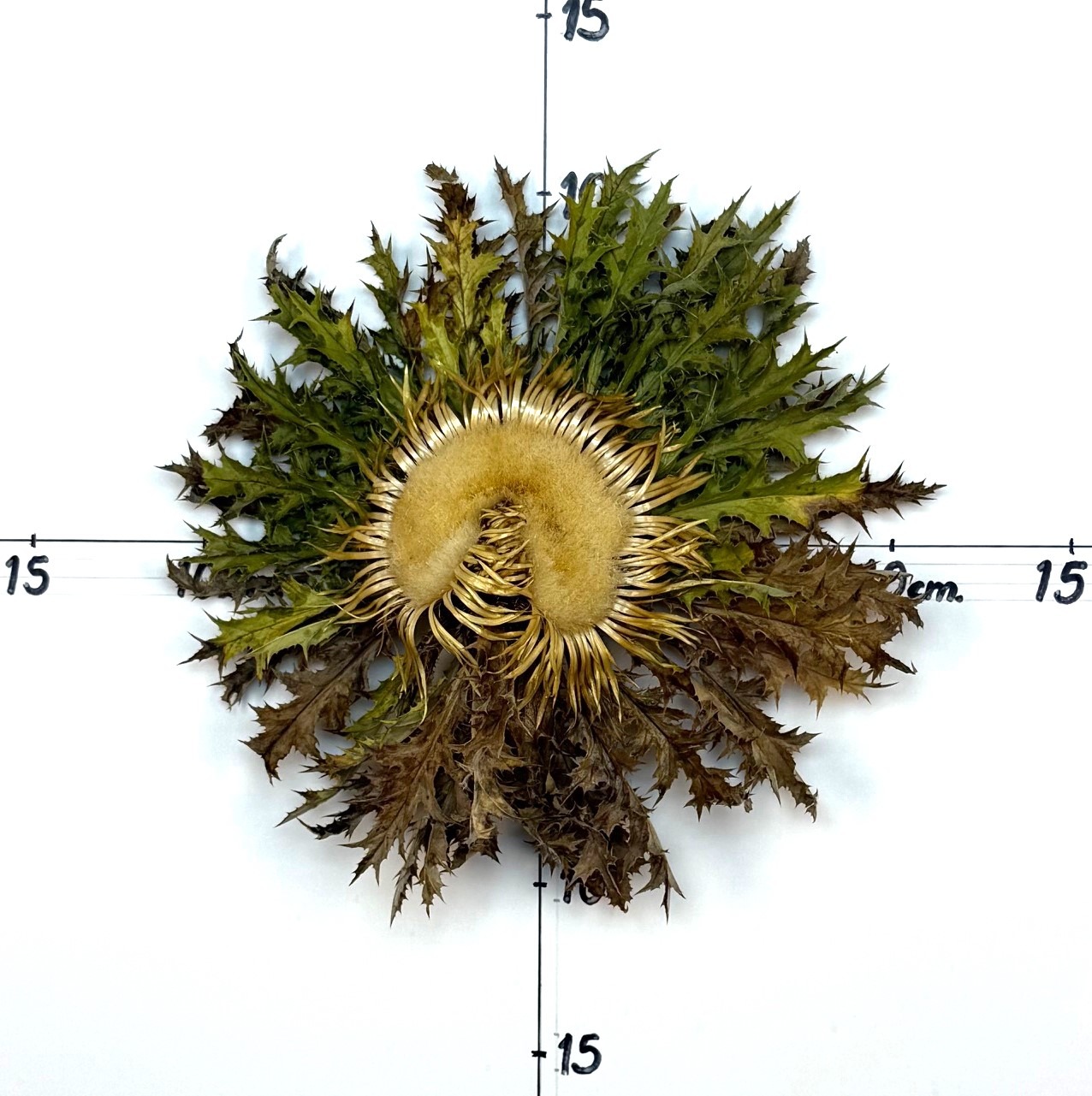 Flor de Eguzkilore 430